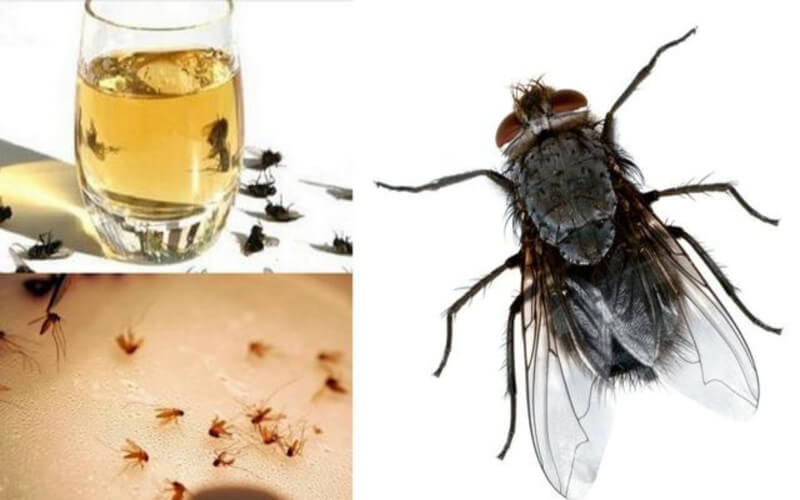 Éliminez les mouches, les cafards et les moustiques de votre maison