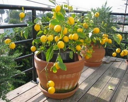 Méthode pour la germination des pépins de citron