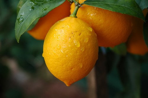 apprendre à planter un citronnier