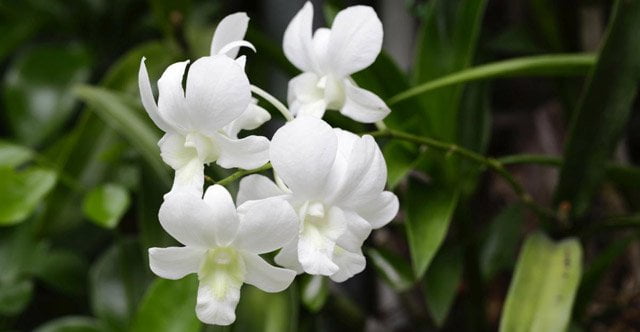 orchidee-plante