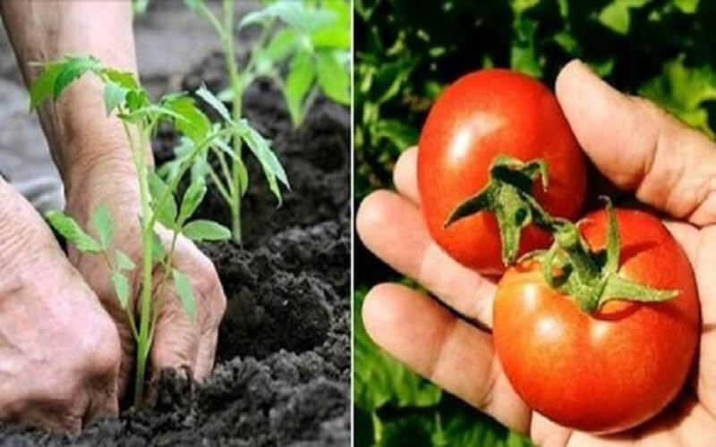 10 secrets de Jardinier pour faire pousser de belles et grosses tomates
