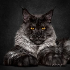 chat Maine Coon